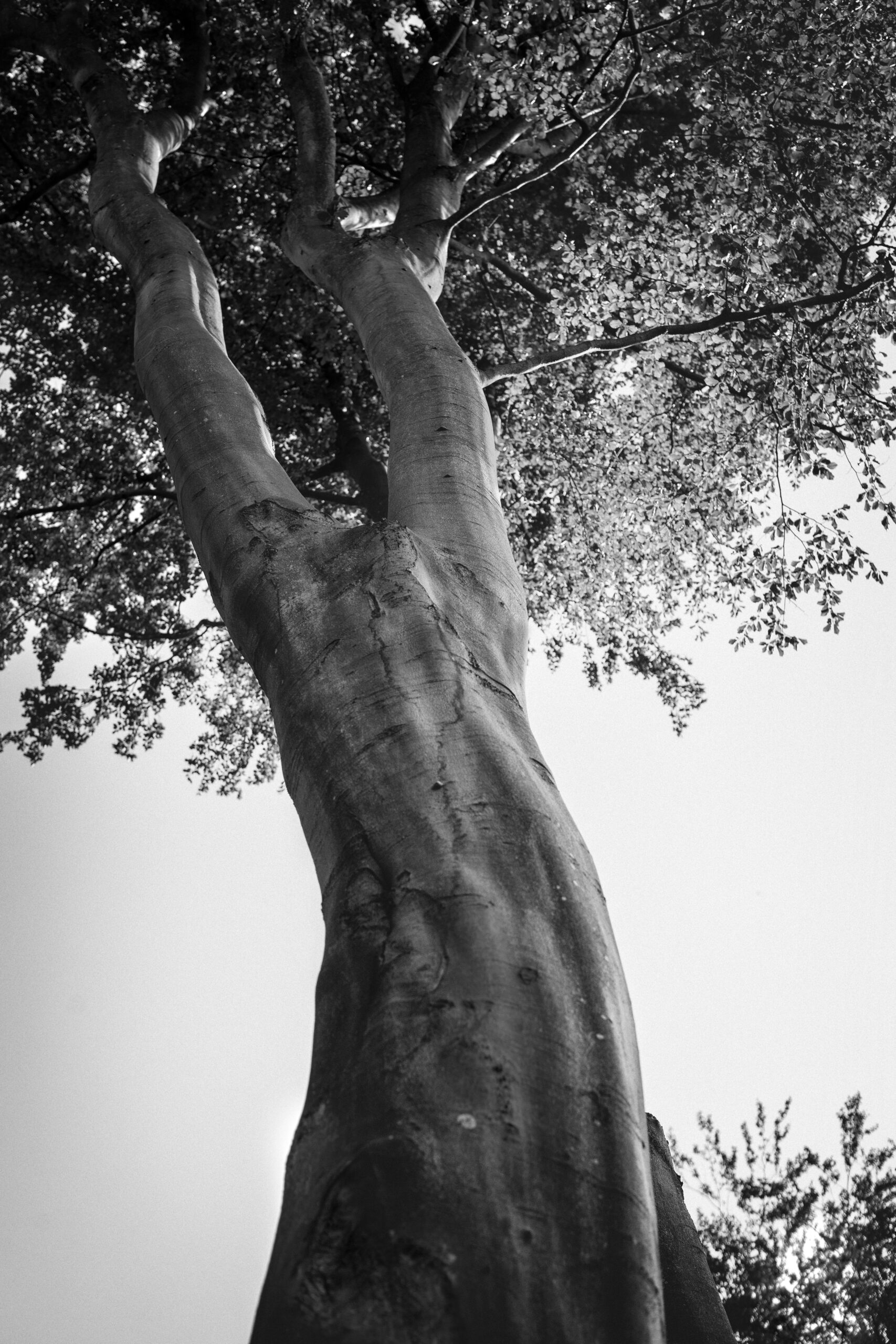 Czarno-biale zdjecie drzewa lisciastego wykonane z perspektywy żabiej.