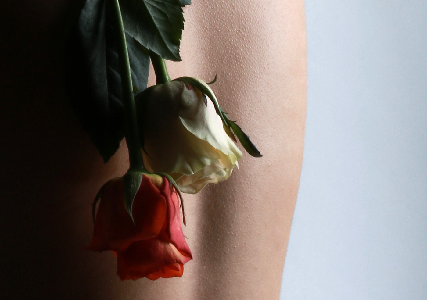 Zdjęcie białej i czerwonej róży na tle kobiecych pleców autorstwa Kingi Tyszkiewicz