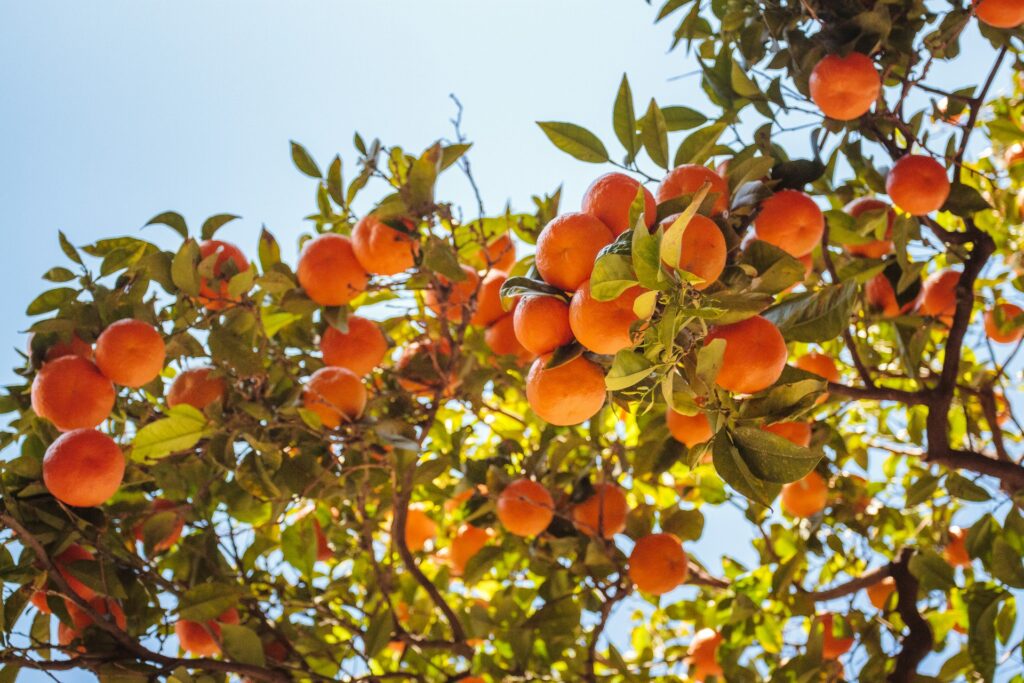 Drzewko pomarańczowe na tle jasnego niebieskiego nieba. Gałązki pełne są pomarańczowych owoców wśród zielonych liści. Drzewko rozświetlone jest słońcem.
