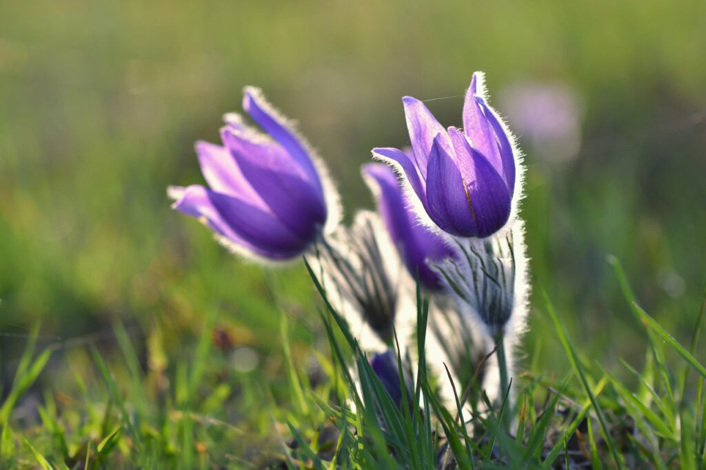 Zdjęcie fioletowych kwiatów na tle zielonej łąki.