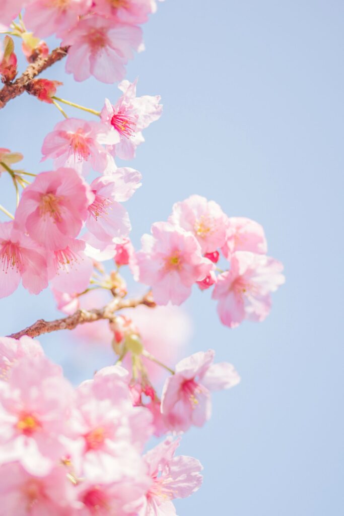 Na tle niebieskiego nieba po lewej stronie różowe kwiaty kwitnącego drzewa.