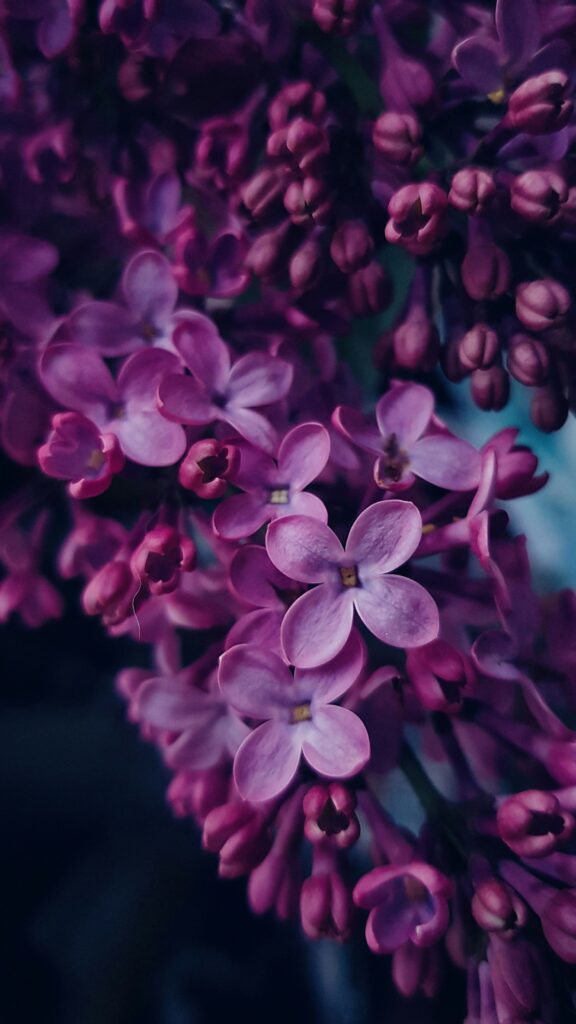 Zbliżenie na detale kwiatów bzu lilaka - fioletowe kwiatuszki w kiści.