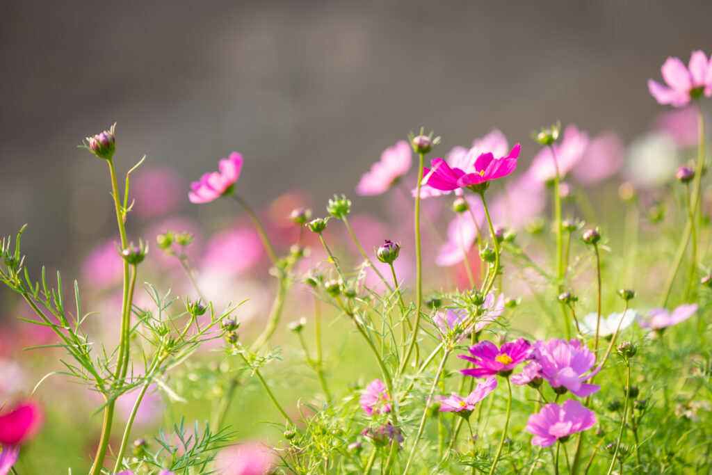 Zdjęcie przedstawiające zbliżenie na fragment łąki kwietnej, na której rosną różowe i fioletowe kwiaty.