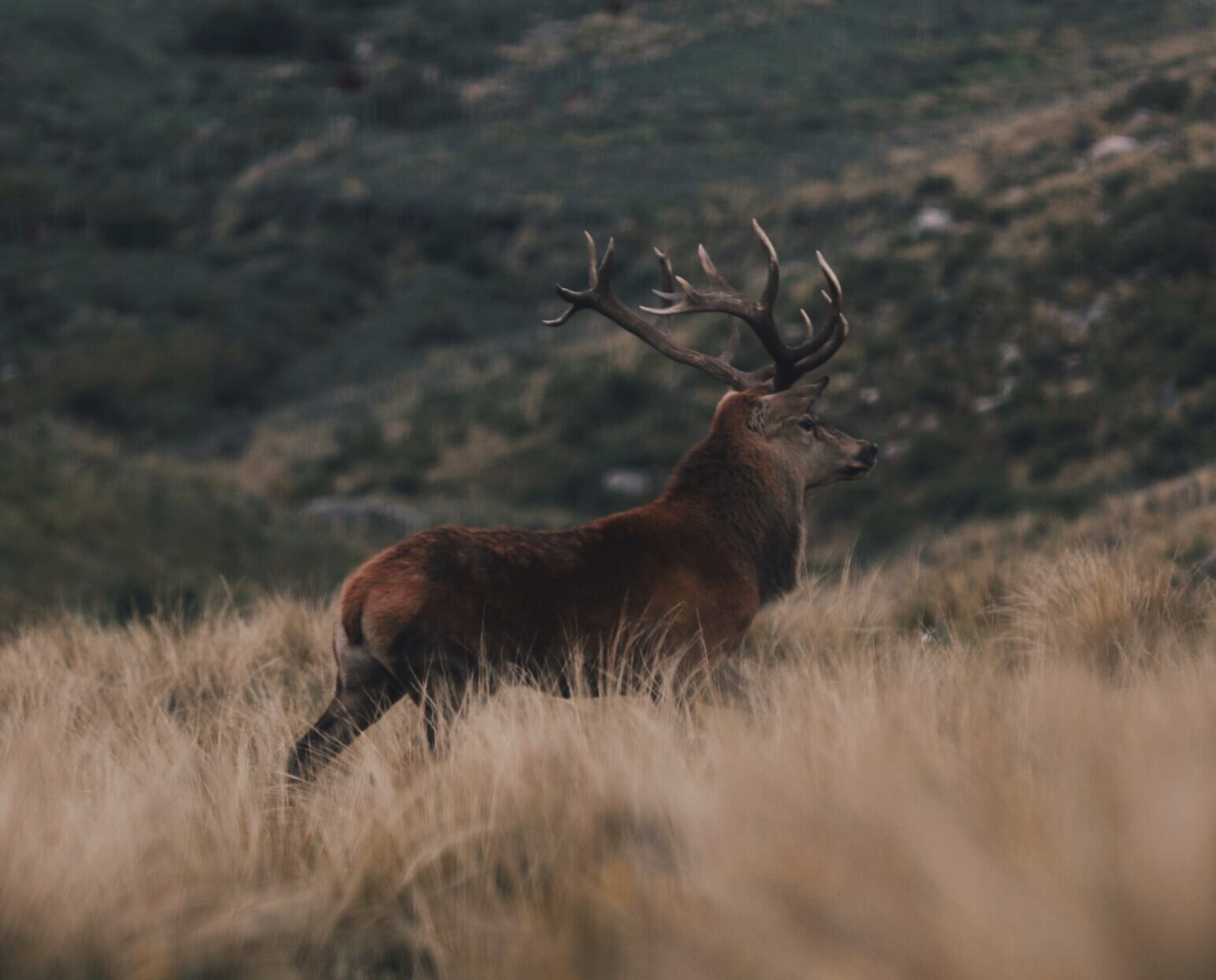 Zdjęcie jelenia na wzgórzu porośniętym wysoką trawą.