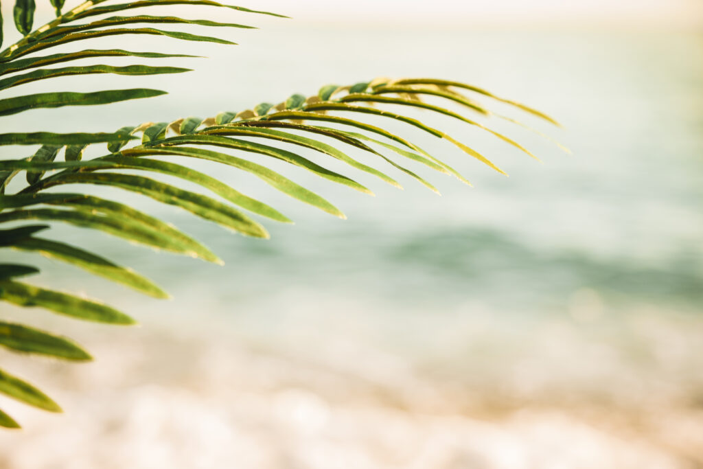 Zdjęcie liścia palmy na tle plaży nad morzem