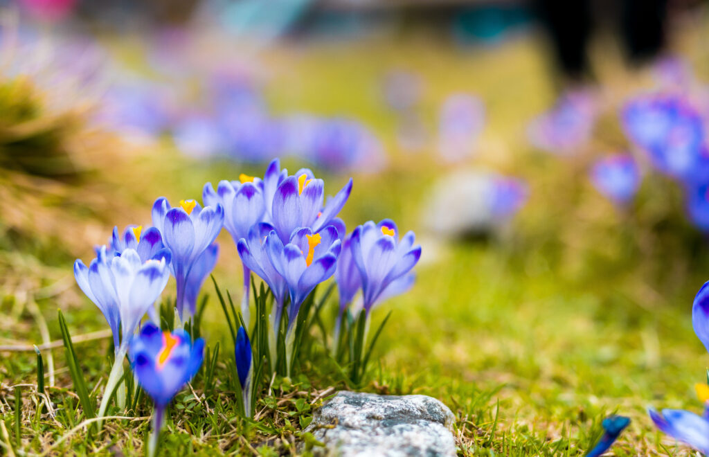 Fotografia: zielona trawa i resztki śniegu, na pierwszym planie po lewej stronie grupa niebieskich krokusów, w tle rozmazane niebieskie plamki - kolejne kwiatki.