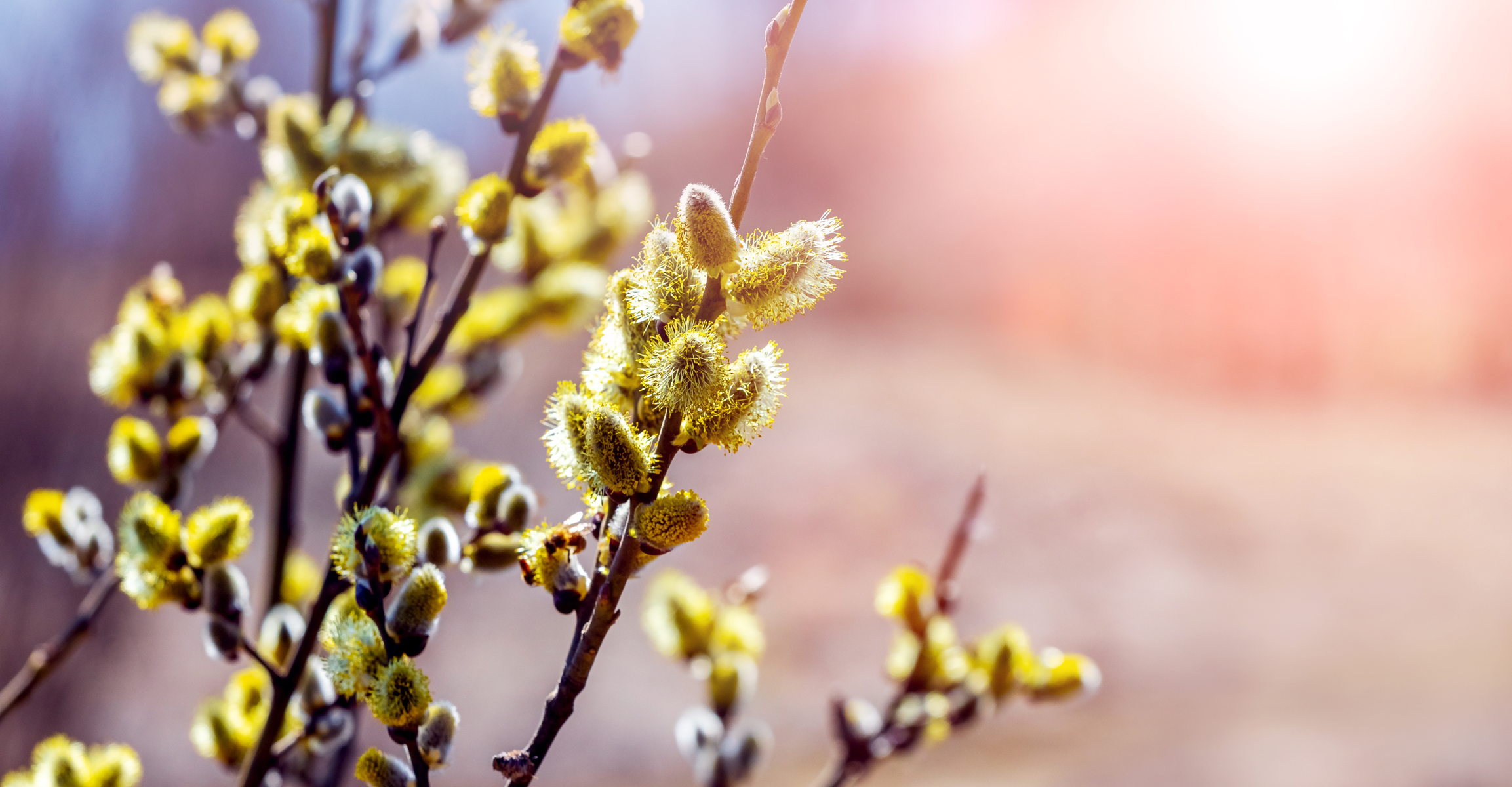 Po bokach kadru zielone bazie na gałązkach. W centrum rozmazane pastelowe tło i flara słonecznego światła.