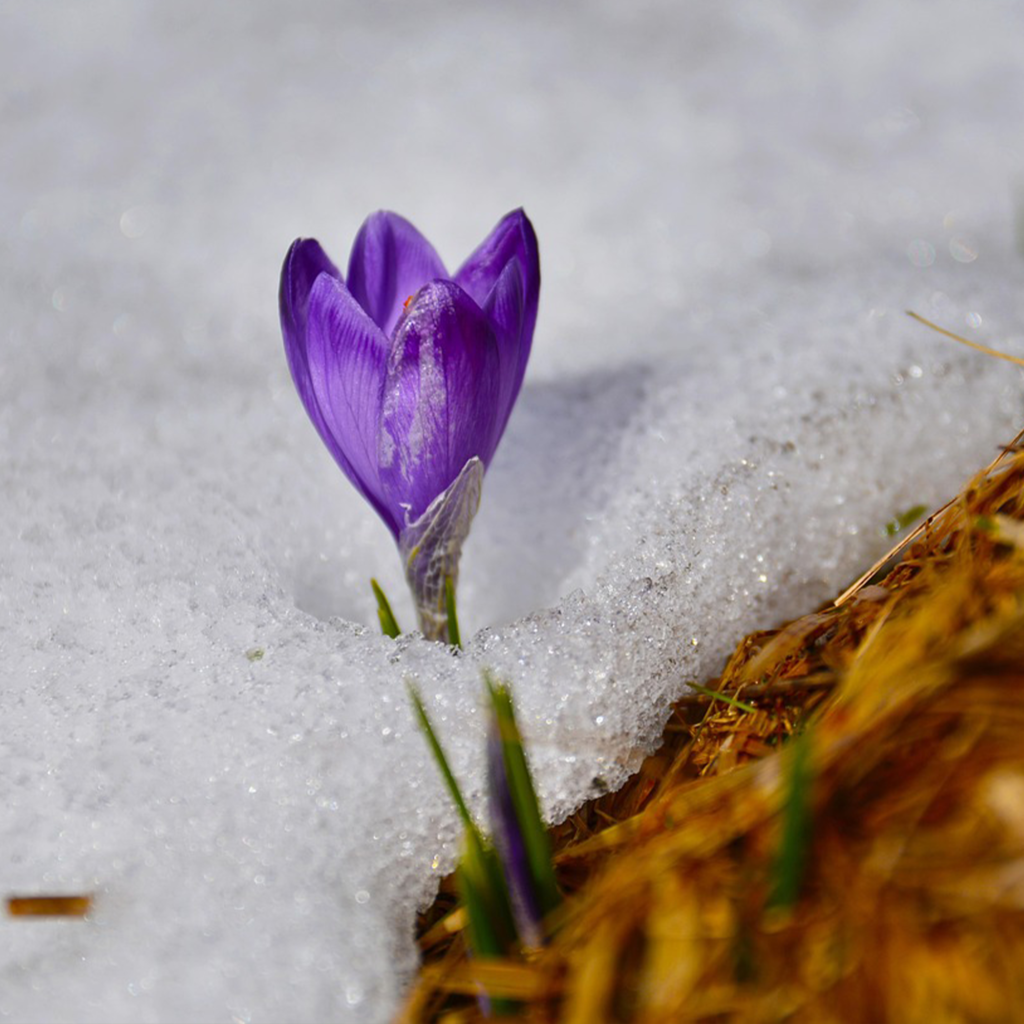 zdjęcie krokusa w śniegu